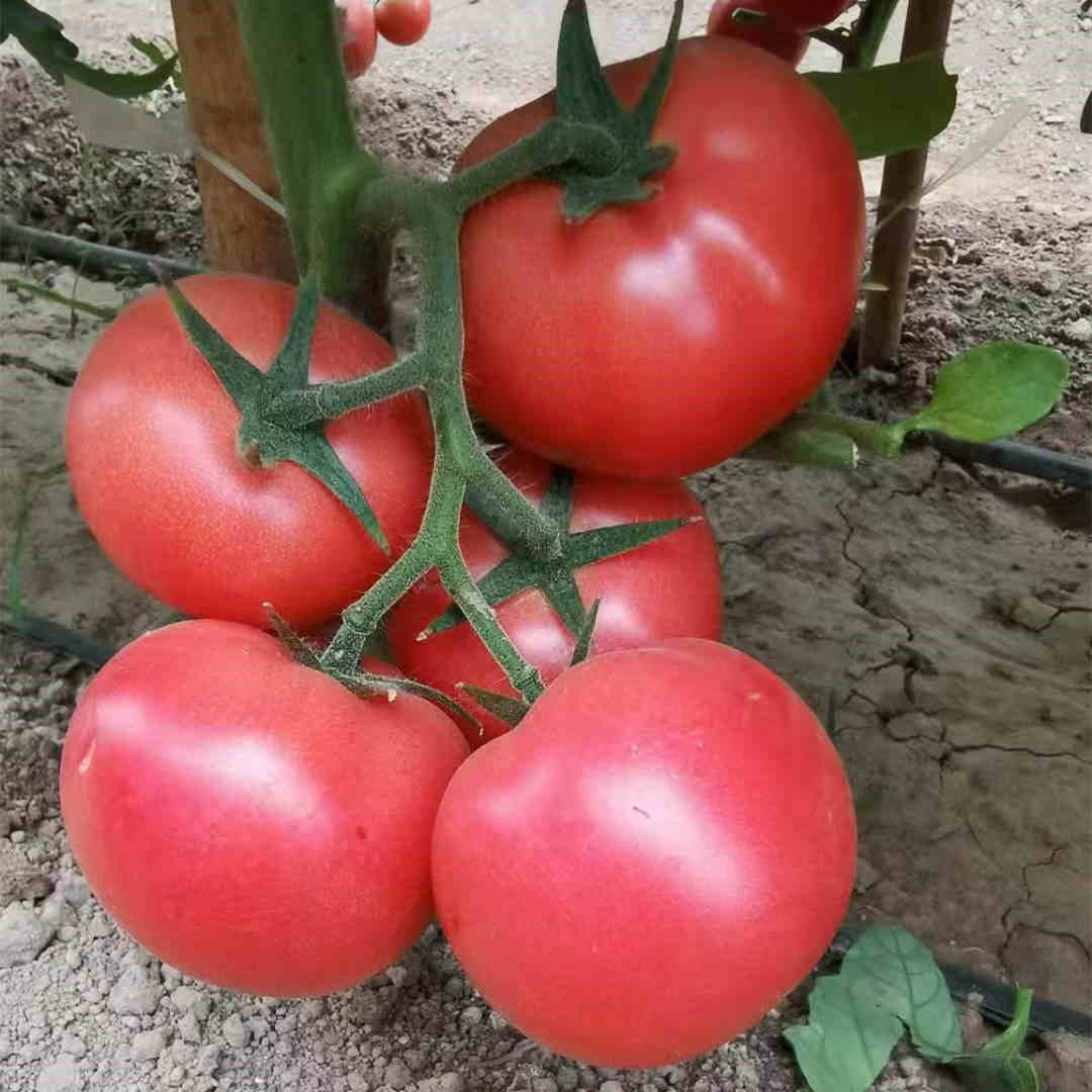 F1 Pink Tomato Seeds-ST002