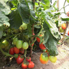 F1 Red Tomato Seeds- FT025