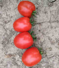 F1 Red Tomato Seeds- INT27