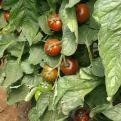 F1 Cherry Tomato Seeds-ST004