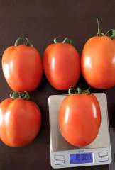 F1 Red Tomato Seeds- INT22