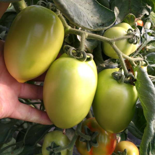 F1 Red Tomato Seeds- INT25