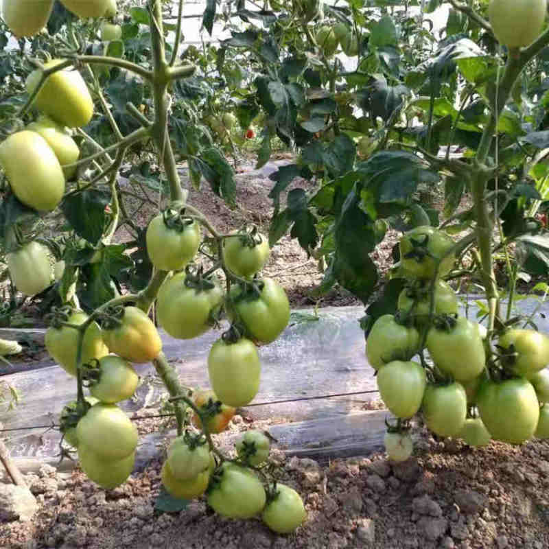 F1 Red Tomato Seeds- INT22