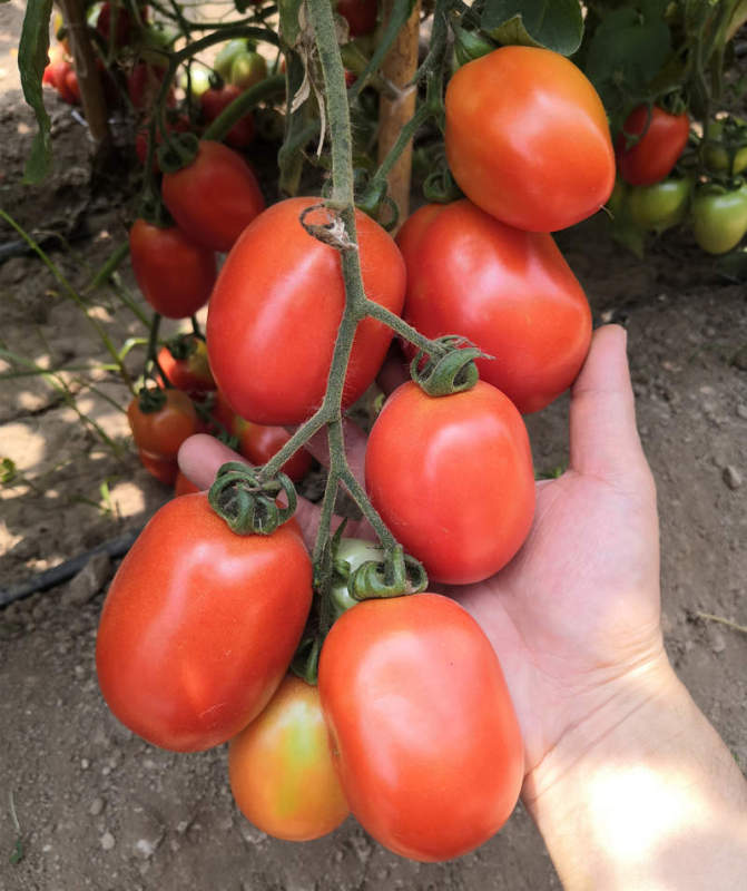 F1 Red Tomato Seeds- FT025