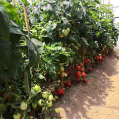 F1 Red Tomato Seeds- FT025