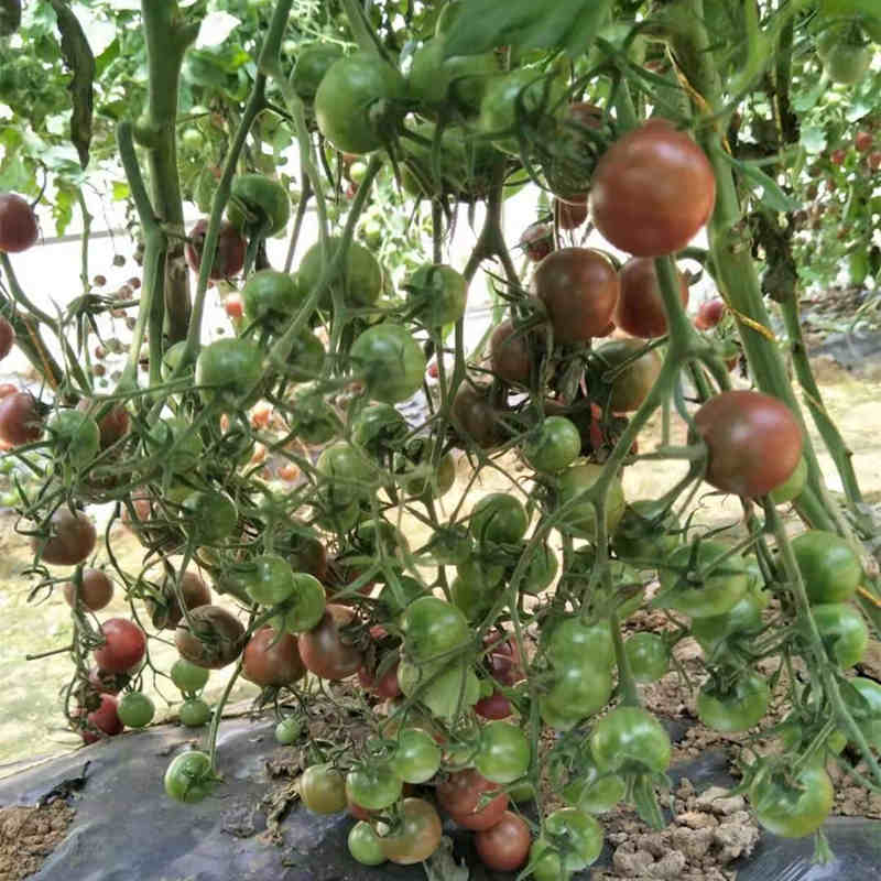 F1 Cherry Tomato Seeds-ST005