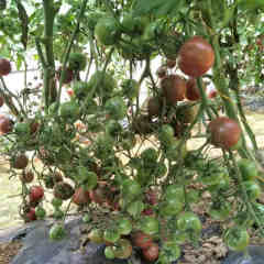 F1 Cherry Tomato Seeds-ST005