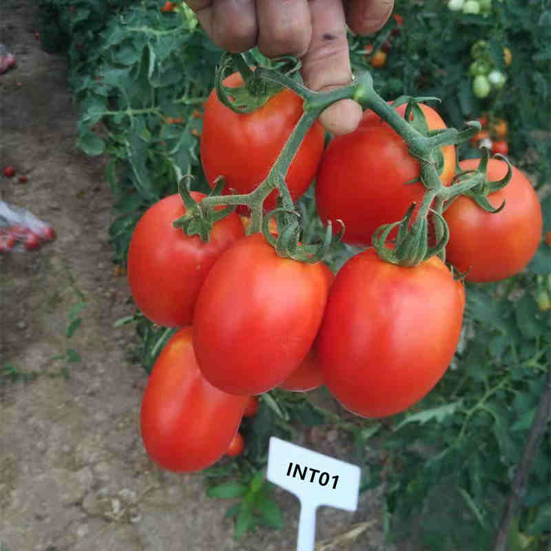 Hybrid F1 High Quality Oval Shape Indeterminate Red Tomato Seeds For Growing- INT01