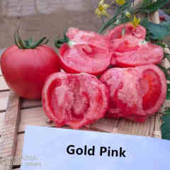 F1 Pink Tomato Seeds-Gold Pink