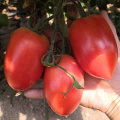 Hybrid F1 High Yield Red Tomato Seeds For Growing- FT057