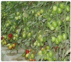 Hybrid F1 High Quality Oval Shape Indeterminate Red Tomato Seeds For Growing- INT01