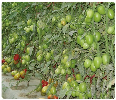 Hybrid F1 High Quality Oval Shape Indeterminate Red Tomato Seeds For Growing- INT01