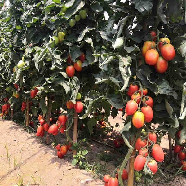 Hybrid F1 High Yield Red Tomato Seeds For Growing- FT057