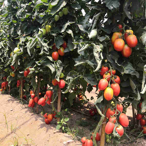 Hybrid F1 High Yield Red Tomato Seeds For Growing- FT057
