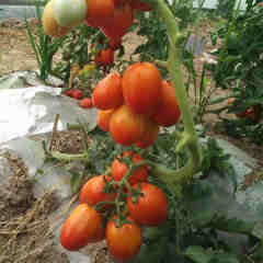 Hybrid F1 High Quality Oval Shape Indeterminate Red Tomato Seeds For Growing- INT01