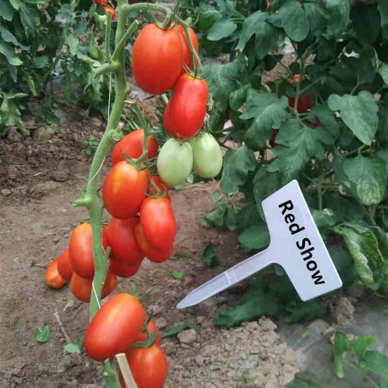 F1 Red Tomato Seeds- Red Show