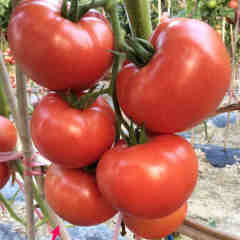 F1 Pink Tomato Seeds-Pink King No.3