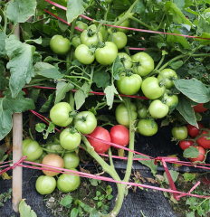 F1 Pink Tomato Seeds-Gold Pink