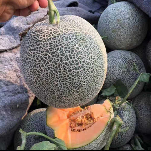 Musk Melon Cantaloupe Melon Seeds-Ruby No.14 F1