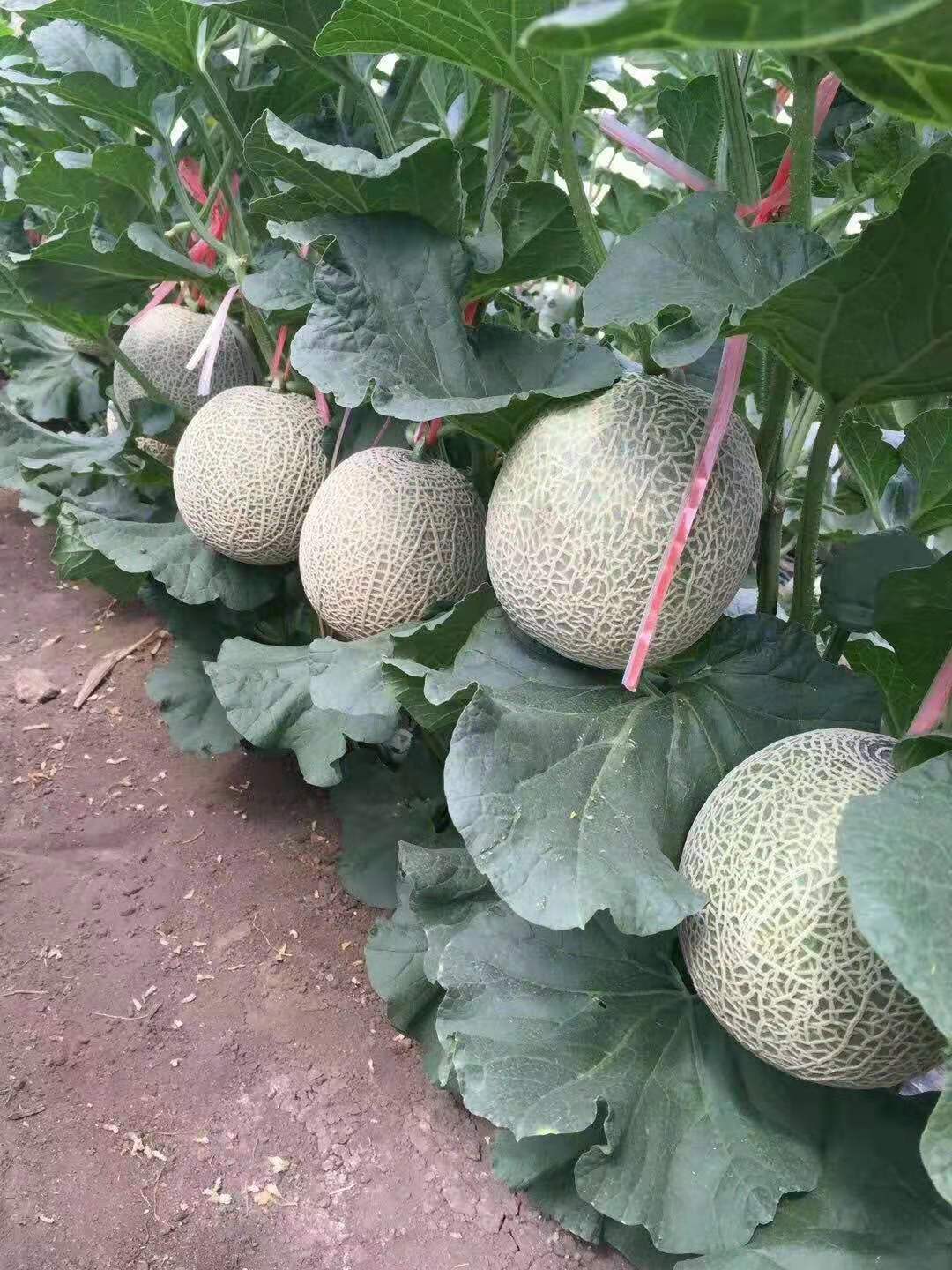 F1 Muskmelon Seeds-Honey Nest