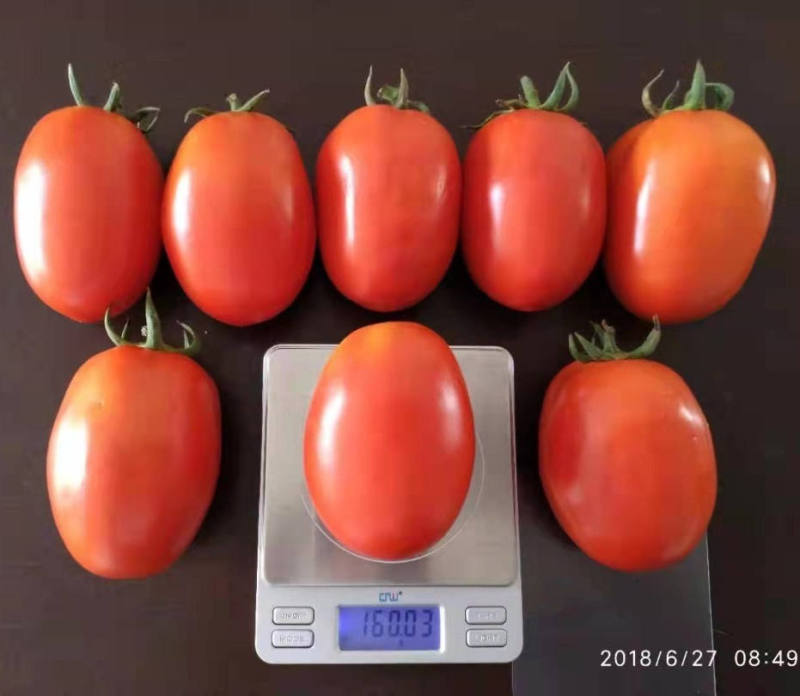 F1 Red Tomato Seeds- INT21