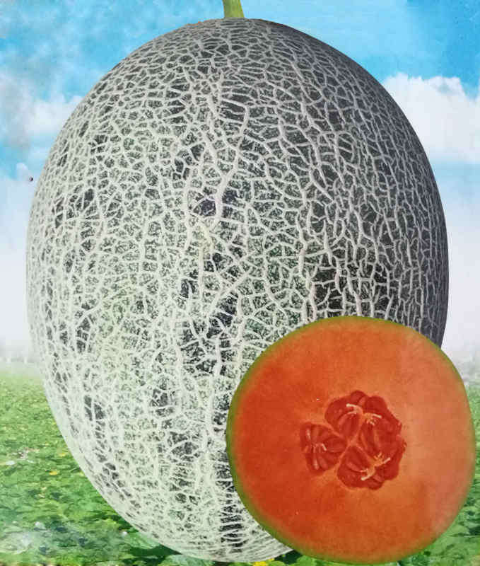 F1 Hami Melon Seeds-Colorful Honey No.2