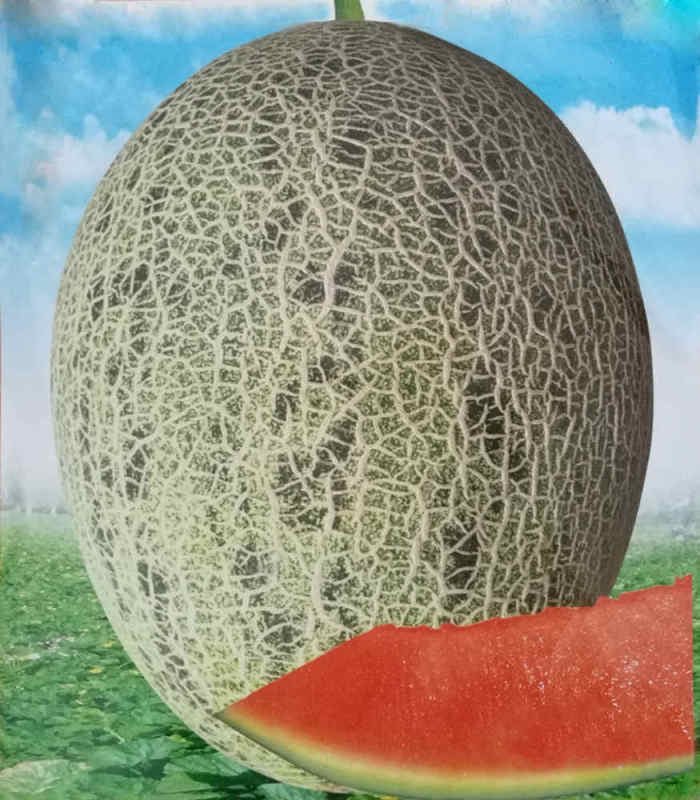 F1 Hami Melon Seeds-Colorful Honey No.1