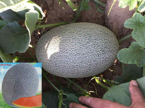 F1 Hami Melon Seeds-Green Rose