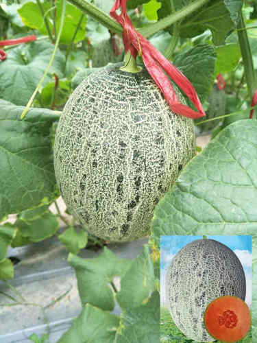 F1 Hami Melon Seeds-Colorful Honey No.2
