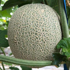 Musk Melon Cantaloupe Melon Seeds-Ruby No.14 F1