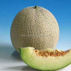F1 Muskmelon cantaloupe melon seeds For Sowing-Pearl