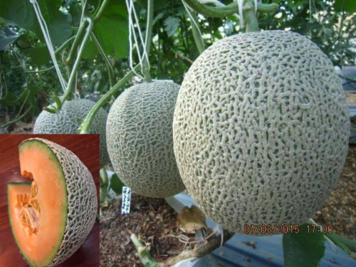 F1 Musk Melon Cantaloupe Hami Melon Seeds-Ruby No.6 F1