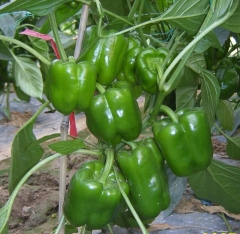 F1 Sweet Pepper Seeds- Green Queen