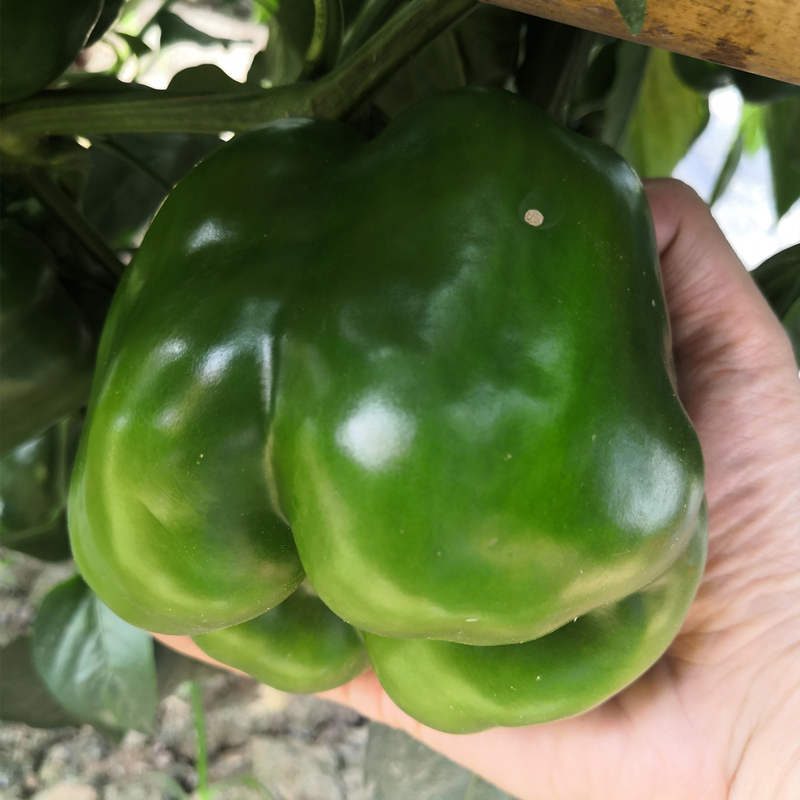 F1 Sweet Pepper Seeds-Excellent No.1