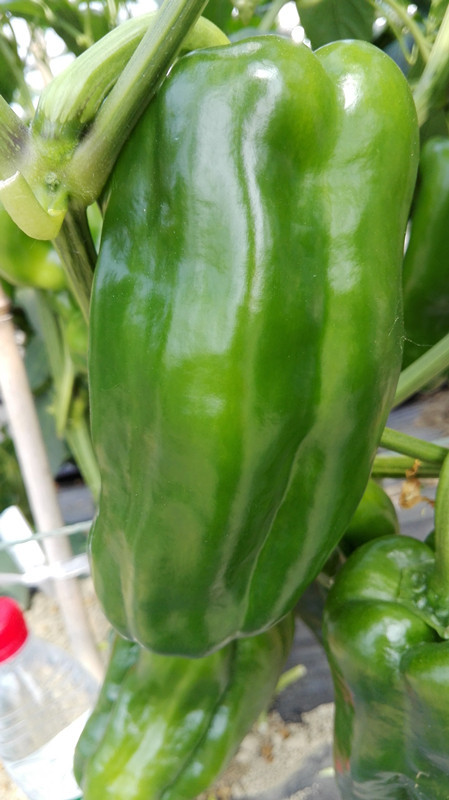 F1 Sweet Pepper Seeds