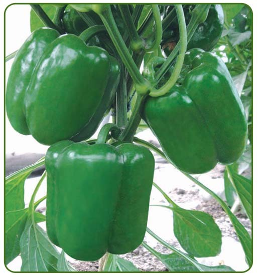 F1 Sweet Pepper Seeds- The Lord