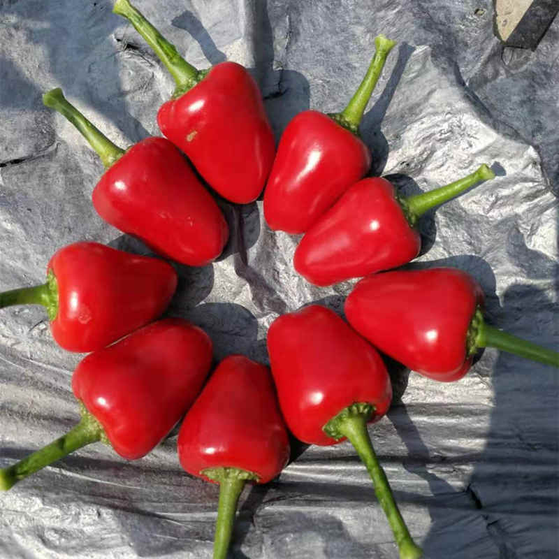 F1 Hot Pepper Seeds-Red fragrance Jade