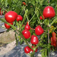 F1 Hot Pepper Seeds-Red Jade