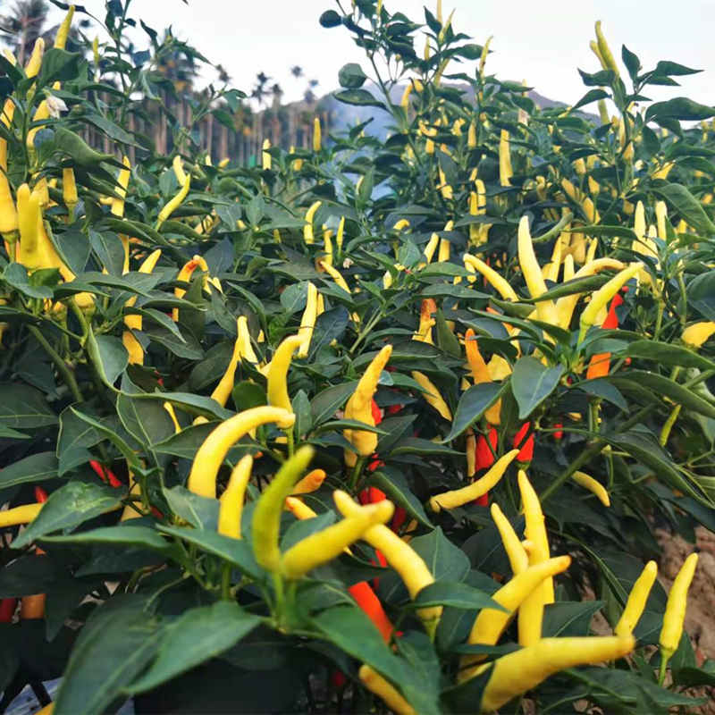 F1 Hot Pepper SeedsKorean White Rice Pepper No.2,Vegetable Seeds,Pepper Seeds,Upright pepper Seeds