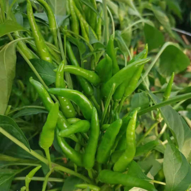 F1 Hot Pepper Seeds-High Yield No. 1