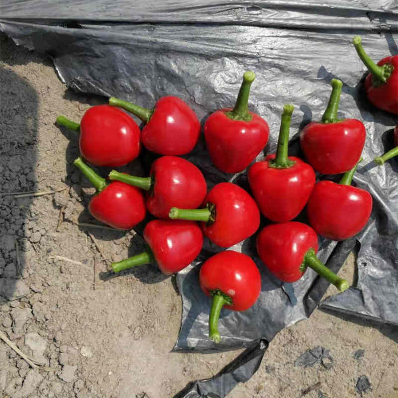 F1 Hot Pepper Seeds-Red Jade