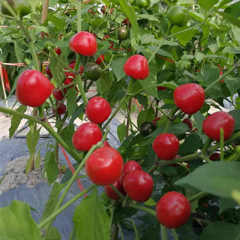 F1 Hot Pepper Seeds-Red Jade