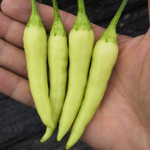 F1 Hot Pepper SeedsKorean White Rice Pepper No.2,Vegetable Seeds,Pepper Seeds,Upright pepper Seeds