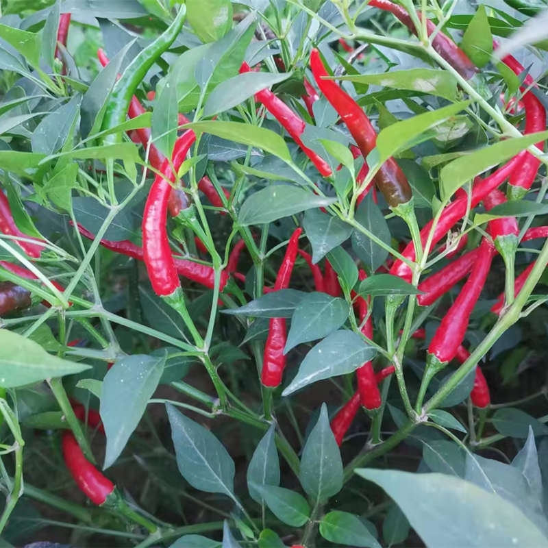 F1 Hot Pepper Seeds-Purple Red No.1