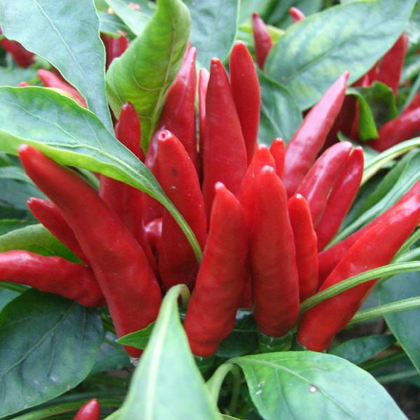 F1 Hot Pepper Seeds-God Fortune Saint Fire