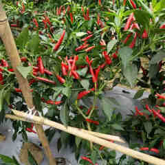 F1 Hot Pepper Seeds-Purple Red No.2