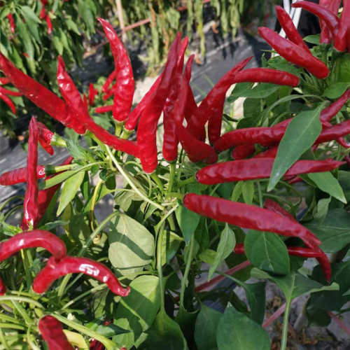 F1 Hot Pepper SeedsSky Red 40,Vegetable Seeds,Pepper Seeds,Upright