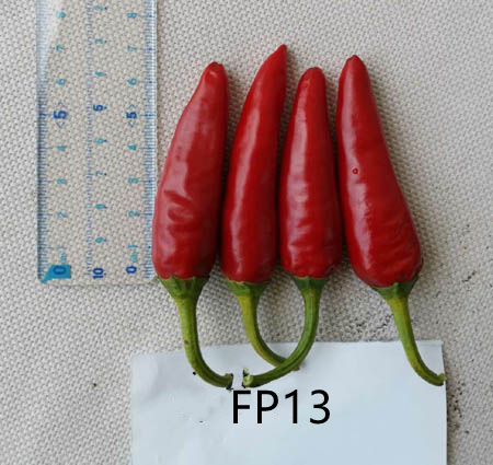 F1 Hot Pepper Seeds-FP13