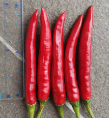 F1 Hot Pepper Seeds-FP11