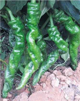 F1 Hot Pepper Seeds-Pretty No.6